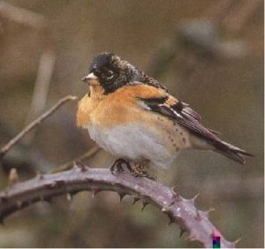 Brambling Bird Sitting on Bramble plant