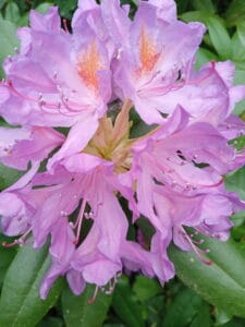 Rhododendron Flowering