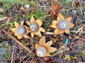 Barometer Earthstars in the Park