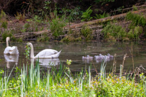 Two Mute Swans and 9 Cygnets. by Joanna Humphrey