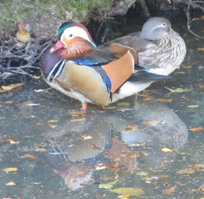 Mandarin Duck