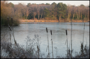 A frozen lake surrounded by trees and bulrushes