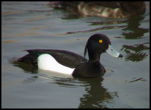 Black and white duck in water