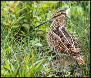 Brown bird with long beak amongst grass