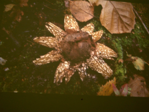 Star shaped fungus growing on the ground amongst leaves. 