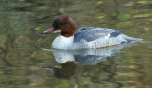 Female Goosander