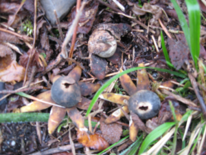Barometer earthstar fungus