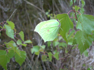 Brimstone Butterfly