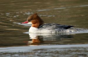 Female Goosander