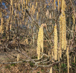 Hazel catkins