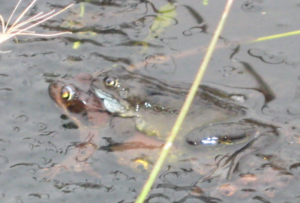 Mating frogs