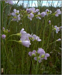 Cuckooflowers