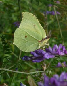 Brimstone butterfly