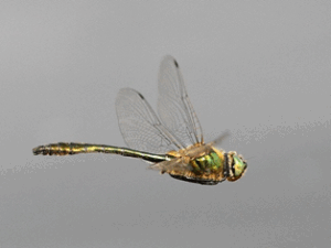 Downy Emerald Dragonfly