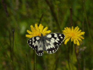 Marbled White Butterfly