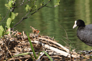 Coot with two young