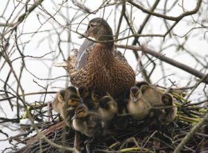Mallard Ducklings