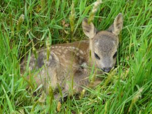 Roe deer fawn