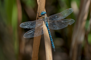 Southern Migrant Hawker dragonfly - Andy Swash