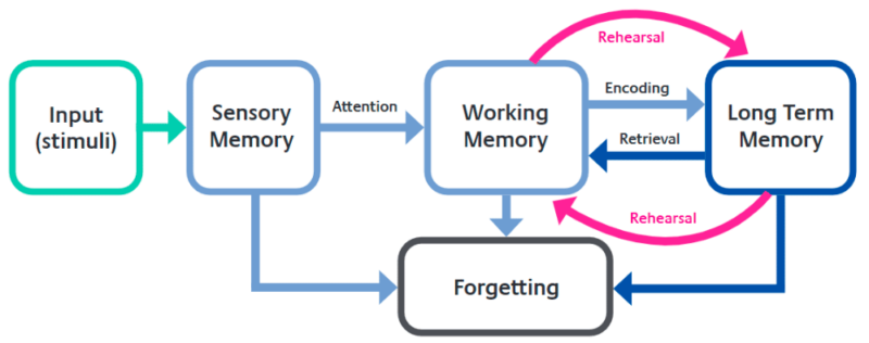 Diagram showing the multi-store model of memory