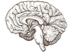Human brain