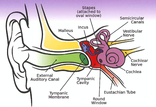 Diagram showing the internal workings of the human ear