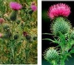 spear thistle