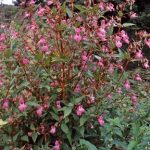 Himalayan Balsam is a tall growing annual. Between June and October it produces clusters of purplish pink flowers