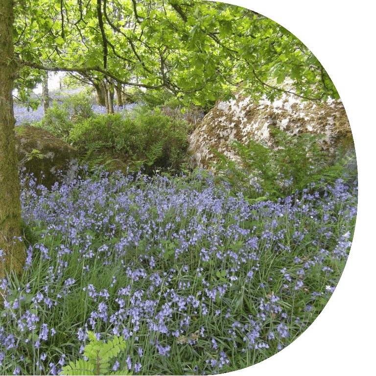 Image shows a woodland full of bluebell flowers and vibrant green trees